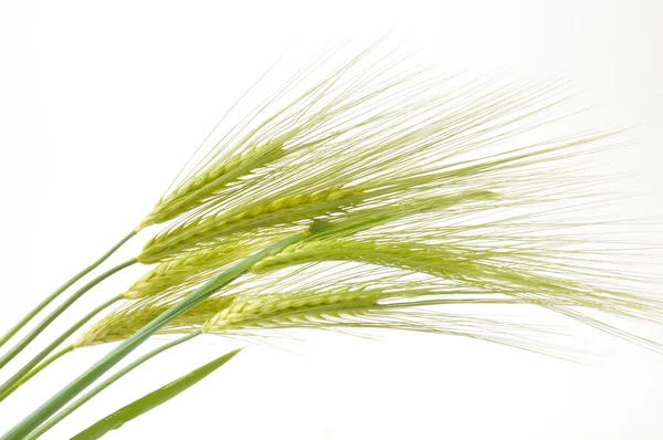 Wheat — Stock Photo, Image