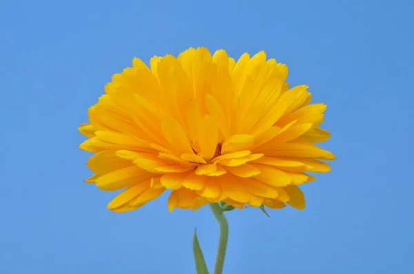 Calêndula officinalis — Fotografia de Stock