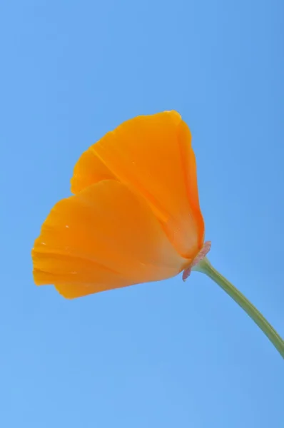 Eschscholzia — 图库照片