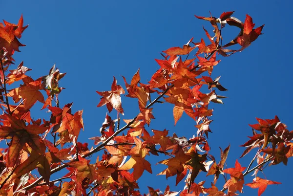 Arbre aux couleurs automnales — Photo