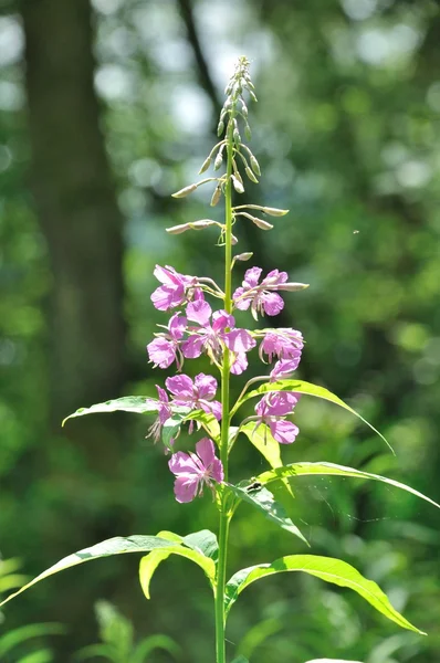 En alpros (epilobium angustifolium) — Stockfoto