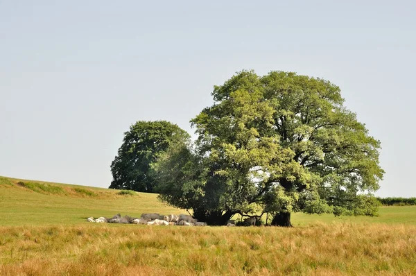 Baum und Kühe auf Wiesen — Stockfoto