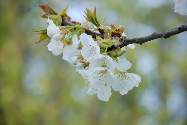 桜の開花 — ストック写真