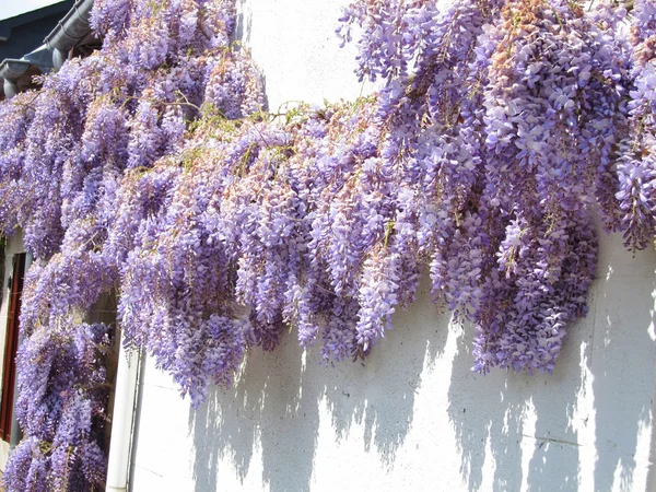 Wisteria on a wall — Stock Photo, Image