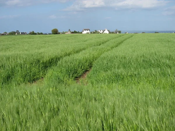 Rogge veld — Stockfoto