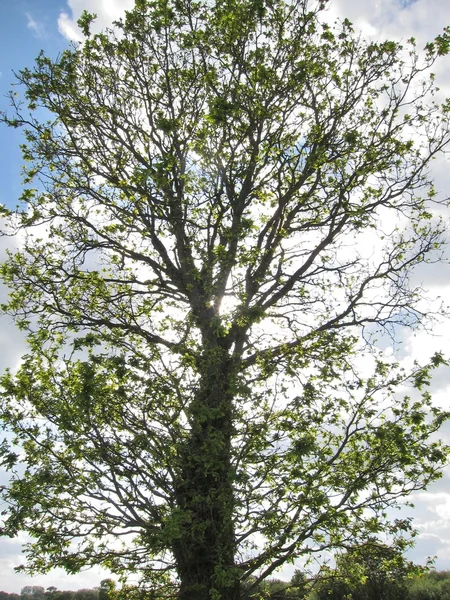 Tree at spring — Stock Photo, Image