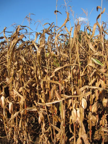 Ripe corn — Stock Photo, Image