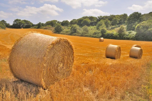 Rundballen aus Stroh auf abgeernteten Feldern — Stockfoto