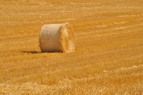 Rundballen aus Stroh auf abgeernteten Feldern — Stockfoto