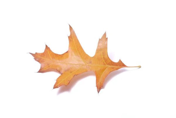 Leaf on a white background — Stock Photo, Image