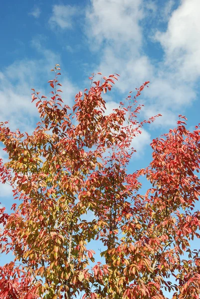 Strom v podzimních barvách — Stock fotografie