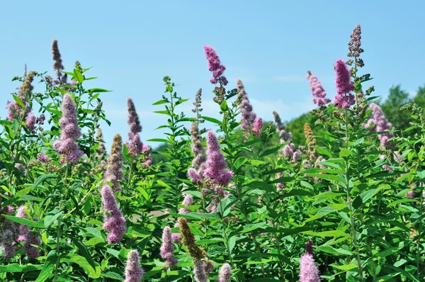 Douglas Spirea (Spiraea douglasii) — Stock Photo, Image