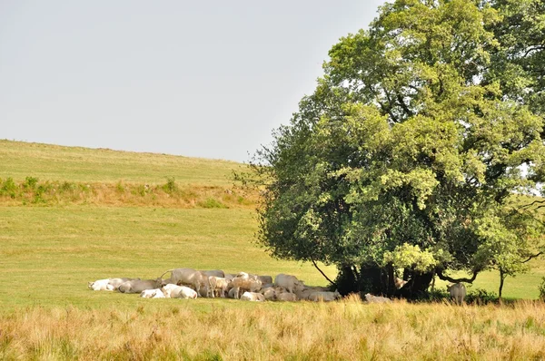 Baum und Kühe auf Wiesen — Stockfoto