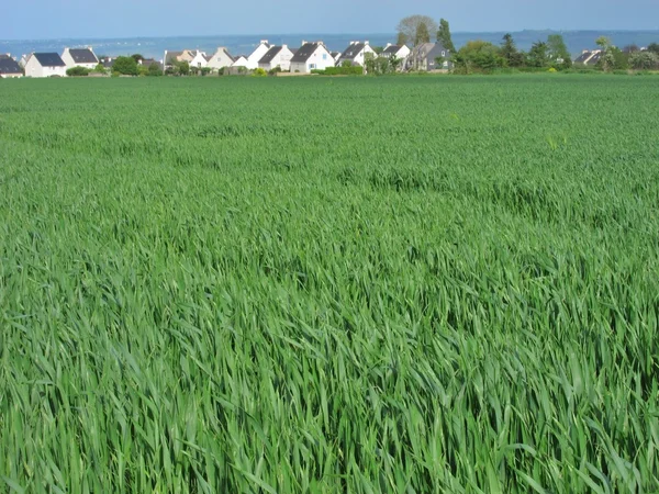 Weizenfeld — Stockfoto