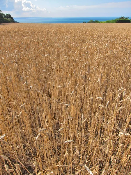 Un campo de trigo —  Fotos de Stock