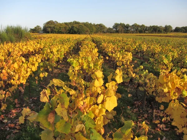 Vineyard — Stock Photo, Image