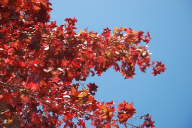 Sonbahar renklerinde ağaç 