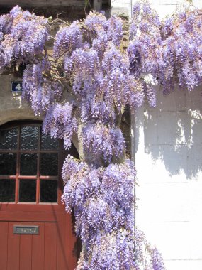 Wisteria bir duvar