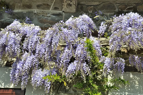 Wisteria on a wall — Stock Photo, Image