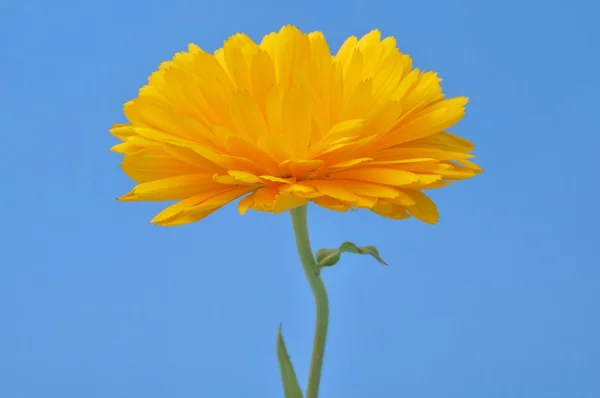 Calêndula officinalis — Fotografia de Stock