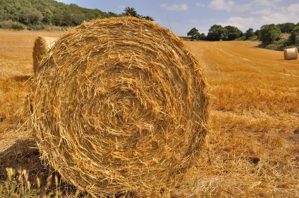 Runda halmbalar på avverkade fält — Stockfoto