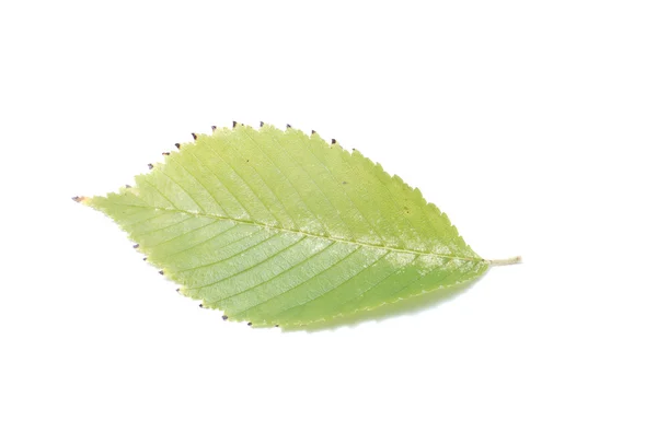 Leaf on a white background — Stock Photo, Image