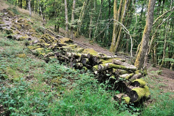 Madera apilada en bosque — Foto de Stock