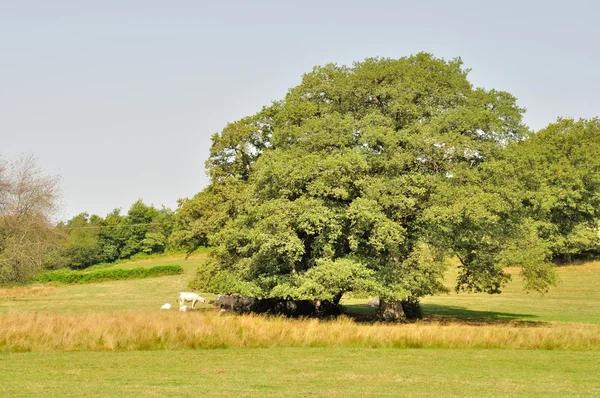 Baum und Kühe auf Wiesen — Stockfoto