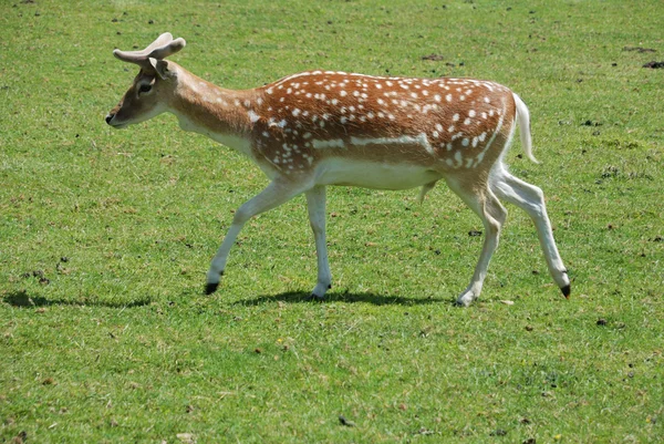 Veado Fallow (Dama dama) — Fotografia de Stock