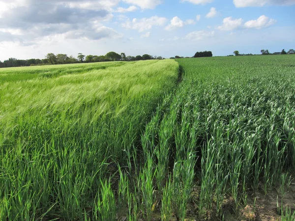 Weizen und Roggen Felder — Stockfoto