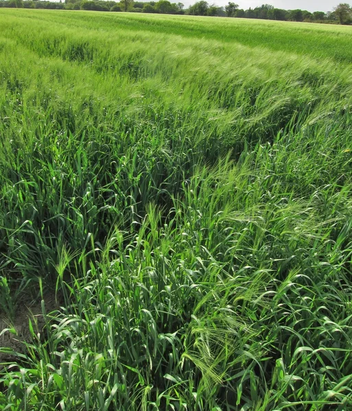 Campo di segale — Foto Stock