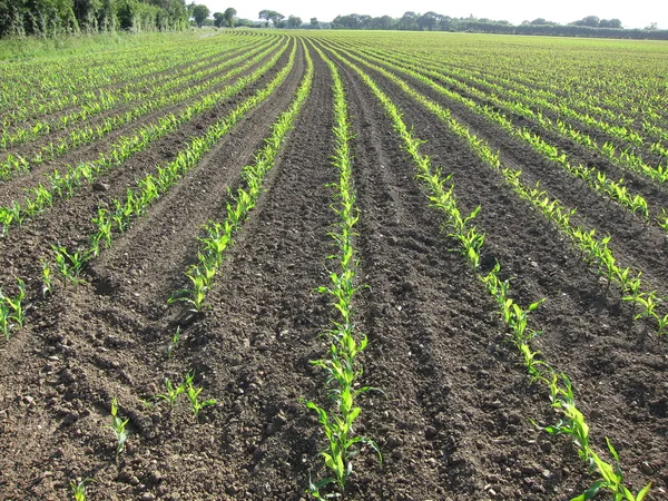 Кукурузное поле весной — стоковое фото
