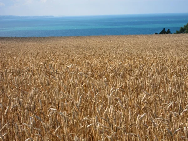 Ein Weizenfeld — Stockfoto