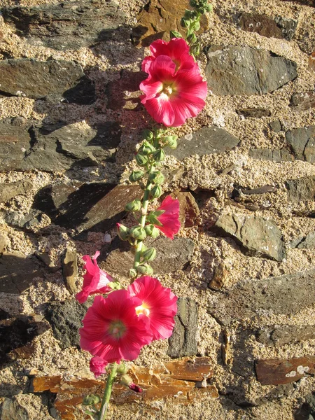 Jardim hollyhock lcea Althea rosea — Fotografia de Stock