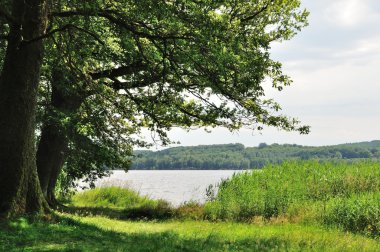ağacın yanında bir su birikintisi
