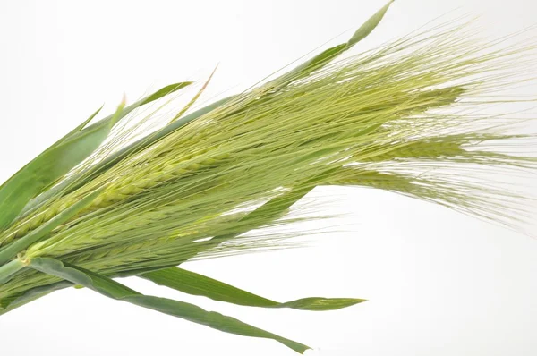 Wheat — Stock Photo, Image