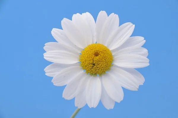 Weiße Gänseblümchen auf blauem Hintergrund — Stockfoto