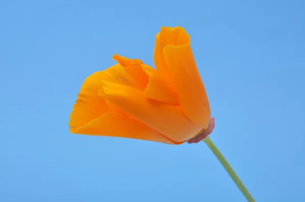 Eschscholzia — Fotografia de Stock