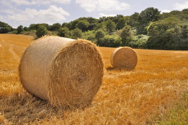 Round straw bales in harvested fields — Stock Photo, Image