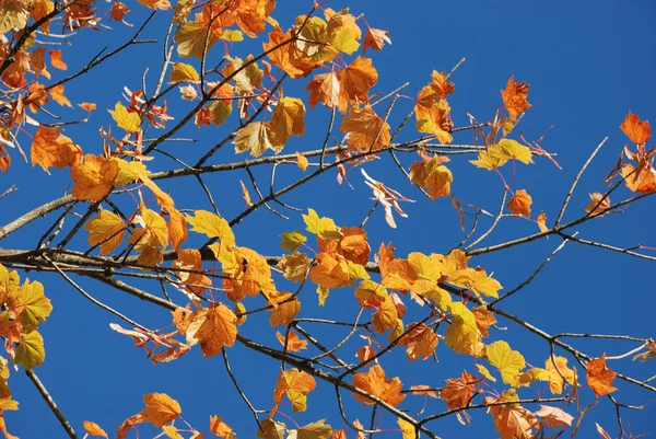 Boom in herfstkleuren — Stockfoto