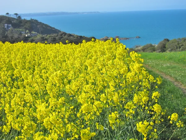 Flower of rape — Stock Photo, Image