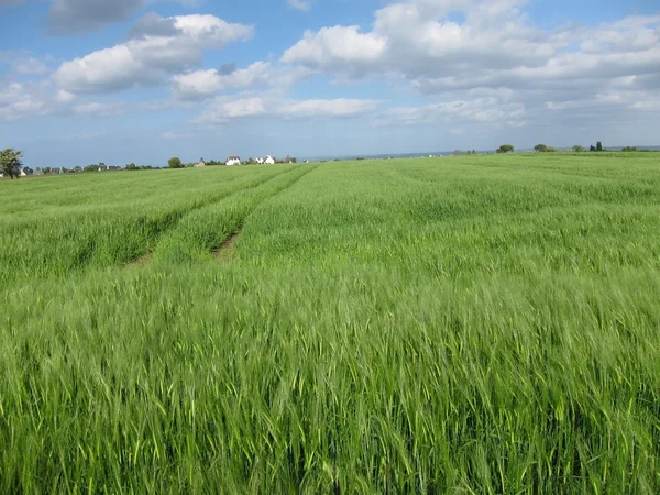 Campo de centeno — Foto de Stock