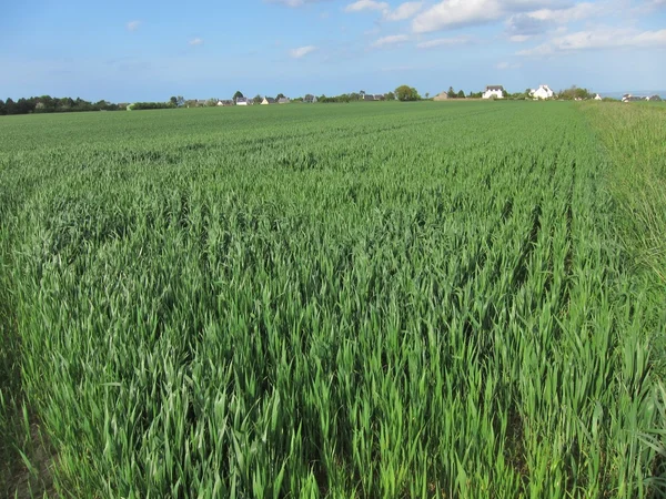 Weizenfeld — Stockfoto