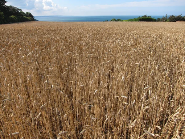 Un campo de trigo —  Fotos de Stock