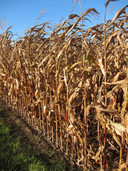 Ripe corn — Stock Photo, Image