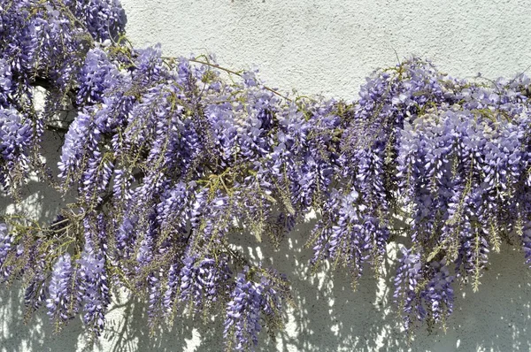 Wisteria bir duvar — Stok fotoğraf