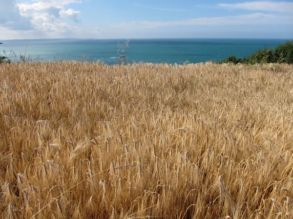 Un campo de trigo —  Fotos de Stock