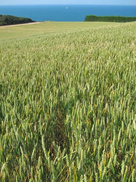 Wheat field — Stock Photo, Image