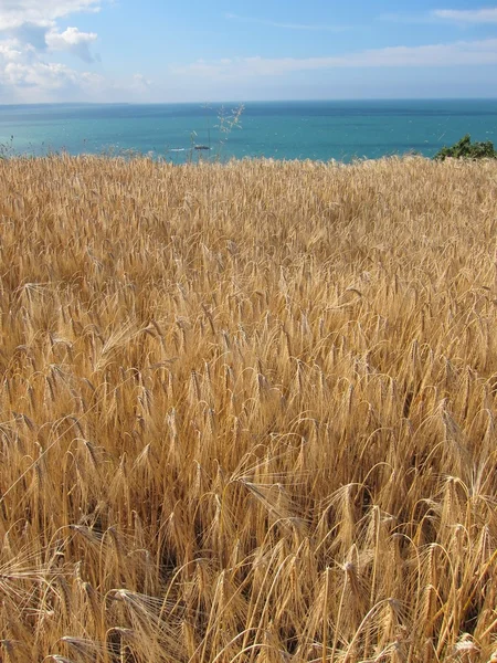 Ein Weizenfeld — Stockfoto