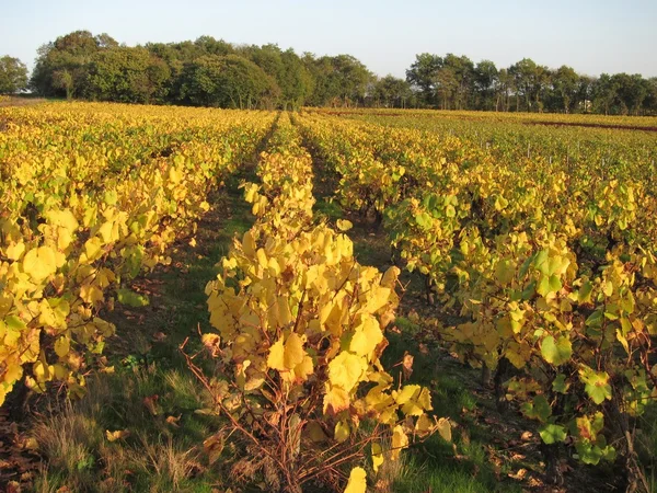 Vineyard — Stock Photo, Image